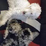 Billie McGinley - @doodlepupparadise - Instagram