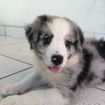Billy Medina - @billythedog__ - Instagram