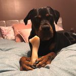 Billy Osborne - @billy_the_rottiexmastiff - Instagram