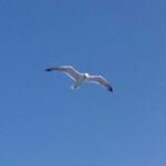 Bill Pappas - @pappasbill - Instagram