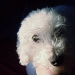 Billy - @billy.pedro12 - Instagram