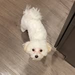 Billy Pedro ! - @silly.billy.maltese - Instagram