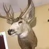 Billy Richardson III - @billygoat156 - TikTok