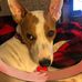 Billy Jack Russell Fun - Facebook
