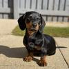 Billy 🐾 - @billythesausage - TikTok