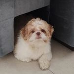 Billy - @_billy.shihtzu_ - Instagram
