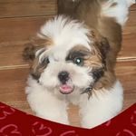 Billy - @billy._shihtzu_ - Instagram