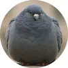 Billy - @billyslade - TikTok