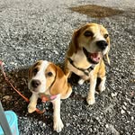 Billy & Merry story 🐕 - @billy_merry_story - Instagram