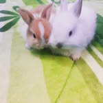 BILLY🐰🎉EL CONEJITO - @billy.stumps10 - Instagram