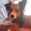 Le poulet 2.0 - @billyted - TikTok