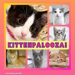 Billy the Kidden Rescue - @billythekiddenrescue - Instagram