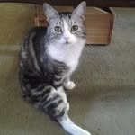 Billy the Cat - @billythreelegs - Instagram