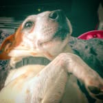 Billy The Dog - @billy_the_three_legged_dog - Instagram