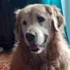 Billy Threestrings - @billy.threestring - TikTok