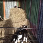 Dinky, Mary and Luna - @the_three_billy_goats_gruff - Instagram
