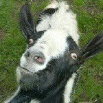 🐐🐐🐐 - @the.three.billy.goat.gruffs - Instagram