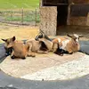 Three Billy Goats - @three.billy.goats - TikTok