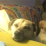 Billy Williamson - @whisker_jewel - Instagram