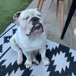 Billy & Winston - @billysmalls.winstonwhite - Instagram