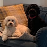 Billy & Winston Andrews - @billywinstonandrews - Instagram