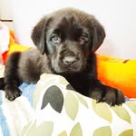 Billy Winston - @billy.thespoiledlab - Instagram