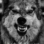 Billy Wolf - @wolfbilly - Instagram