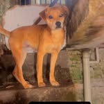 Billy Wordes🐕😍🎄 - @billy_wordes21 - Instagram