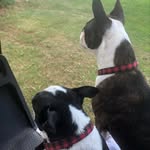Bill Worrell - @tnbongo - Instagram