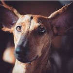 Billy and Wren - @sausage.station - Instagram