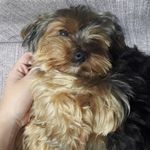 Billy 🐾 - @billy_york_ - Instagram