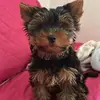 billy - @billyyorkshire1 - TikTok