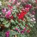 Bincy Jose - Facebook