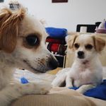 Bindi&Chente 💕 - @chenteybindi - Instagram
