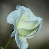 Bella Zhao - @bingjie.zhao - TikTok