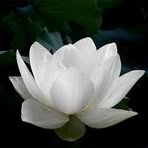 Binh Ha - Facebook
