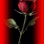 Binish Khan - @binish.khan.7564 - Instagram