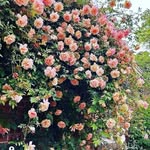 Binish Khan - @binish.khan.01 - Instagram
