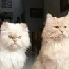nabeerah khan - @binishkhan3555 - TikTok