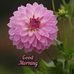 Binoy Varghese - Facebook