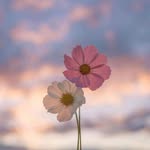 binte Ahmed 💗 - @z_mughal612 - Instagram