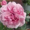 Birgit Jensen - @birgit.jensen73 - TikTok