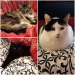 Karen Bishop-Cunningham - @thekmclowder - Instagram