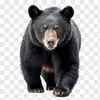 Black Bear - @black.bear.84 - TikTok