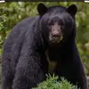 Black Bear - @el.gavilancillo0 - TikTok