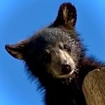 Black Bear Rescue Manitoba - @black.bear.rescue - Instagram