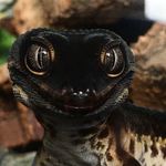 @black_night_geckos - Instagram