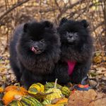 Black Night Pom - @black_night_pom - Instagram