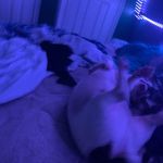 Blaine Willis - @puggy.pugster08 - Instagram