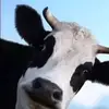 blairblack491 - @blairblack491 - TikTok